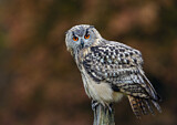 Image. Eurasian Eagle-Owl