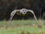 Image. Eurasian Eagle-Owl