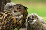 Image. Eurasian Eagle-Owl