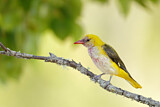 Image. Eurasian Golden Oriole