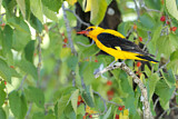 Image. Eurasian Golden Oriole