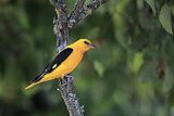 Image. Eurasian Golden Oriole