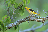 Image. Eurasian Golden Oriole