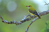 Image. Eurasian Golden Oriole