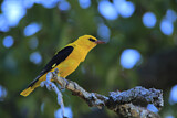 Image. Eurasian Golden Oriole