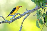 Image. Eurasian Golden Oriole