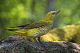 Image. Eurasian Golden Oriole