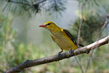 Image. Eurasian Golden Oriole
