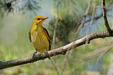 Image. Eurasian Golden Oriole