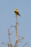 Image. Eurasian Golden Oriole