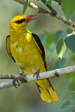Image. Eurasian Golden Oriole