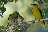 Image. Eurasian Golden Oriole