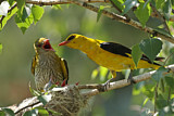 Image. Eurasian Golden Oriole