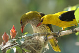 Image. Eurasian Golden Oriole