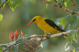 Image. Eurasian Golden Oriole