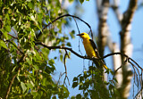 Image. Eurasian Golden Oriole