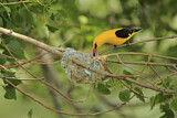 Image. Eurasian Golden Oriole