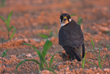 Image. Eurasian Hobby