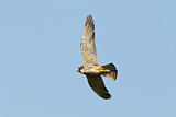 Image. Eurasian Hobby