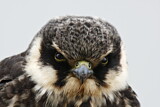 Image. Eurasian Hobby