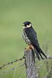 Image. Eurasian Hobby