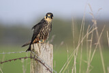 Image. Eurasian Hobby
