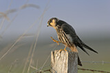 Image. Eurasian Hobby