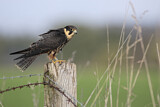 Image. Eurasian Hobby