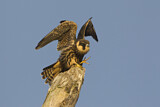 Image. Eurasian Hobby