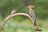 Image. Eurasian Hoopoe & Red-backed Shrike