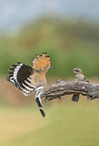 Image. Eurasian Hoopoe & Red-backed Shrike
