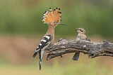 Image. Eurasian Hoopoe & Red-backed Shrike