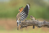 Image. Eurasian Hoopoe & Red-backed Shrike
