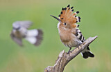 Image. Eurasian Hoopoe & Red-backed Shrike