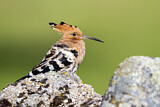 Image. Eurasian Hoopoe