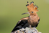 Image. Eurasian Hoopoe
