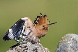 Image. Eurasian Hoopoe