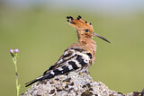 Image. Eurasian Hoopoe