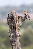 Image. Eurasian Hoopoe