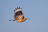 Image. Eurasian Hoopoe
