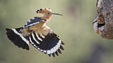 Image. Eurasian Hoopoe