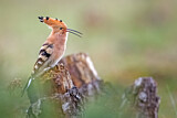 Image. Eurasian Hoopoe