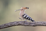 Image. Eurasian Hoopoe