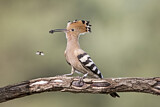 Image. Eurasian Hoopoe