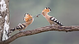 Image. Eurasian Hoopoe