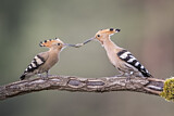 Image. Eurasian Hoopoe