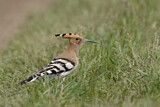 Image. Eurasian Hoopoe