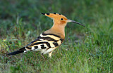 Image. Eurasian Hoopoe