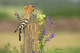 Image. Eurasian Hoopoe