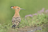 Image. Eurasian Hoopoe